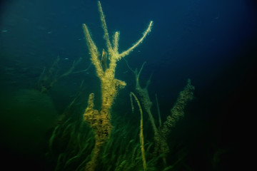 night underwater landscape / diving at night in fresh water, green algae, clear fresh water at night in the lake