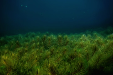 night underwater landscape / diving at night in fresh water, green algae, clear fresh water at night in the lake