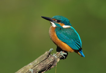 Kingfisher on a branch