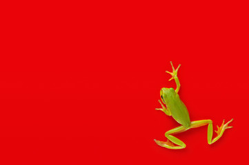 Fototapeta premium Green tree frog