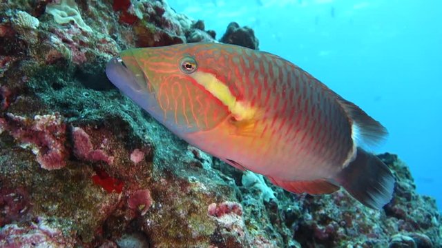 Underwater: Amazing Colorful Wrasse Fish Swimming in front of Rock in Big Island, Hawaii