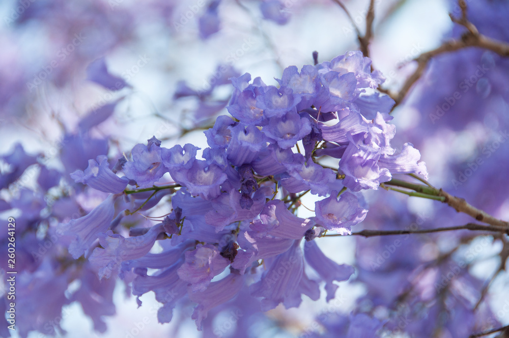 Sticker Delicate purple floral background of blooming jacaranda tree