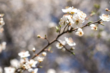 Branches of blossoming tree outdoors at spring.