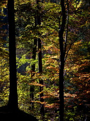 Tolles Licht im Herbstwald