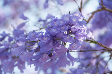 Delicate purple floral background of blooming jacaranda tree