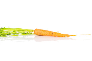 One whole fresh orange carrot with greens isolated on white background