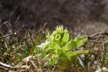 butterbur to bud