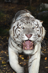 roaring white tiger