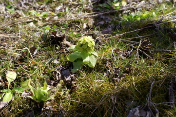 butterbur to bud
