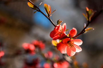 Spring Japanese Quince, Chaenomeles japonica, in bloom.