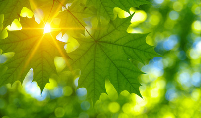  Green leaves on the sun.