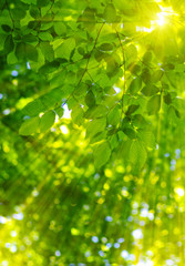 Green leaves and sun