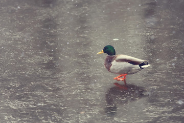 wintering birds / bird flock, winter lake, wild birds on winter lake, seasonal, migratory ducks
