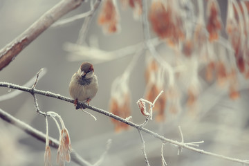 abstract background landscape winter forest / frost-covered tree branches, snowy weather christmas background