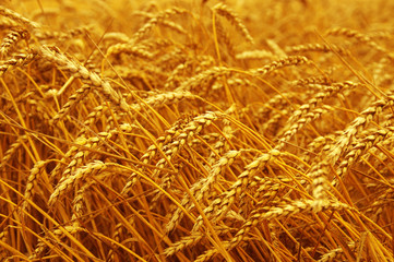 Wheat field background