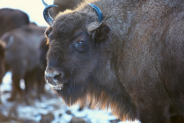 Aurochs bison in nature / winter season, bison in a snowy field, a large bull bufalo