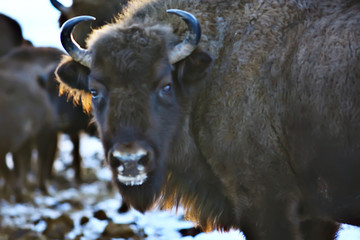 Aurochs bison in nature / winter season, bison in a snowy field, a large bull bufalo