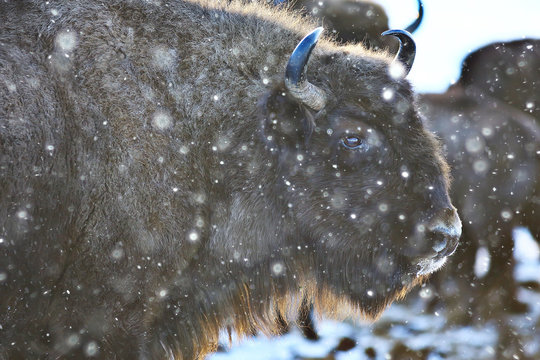 Aurochs bison in nature / winter season, bison in a snowy field, a large bull bufalo