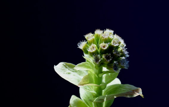 Butterbur To Bud