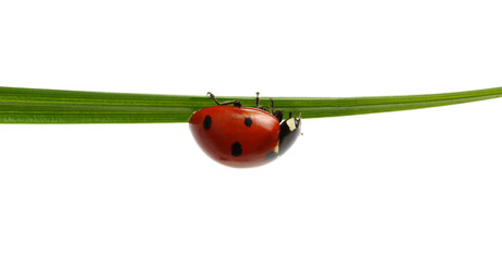 Ladybug on grass