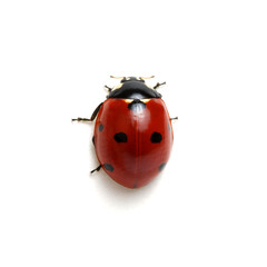 Ladybug isolated on white