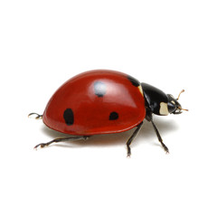 Fototapeta premium Ladybug isolated on white