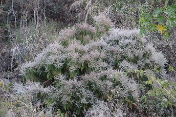 Fototapeta premium grass in the forest