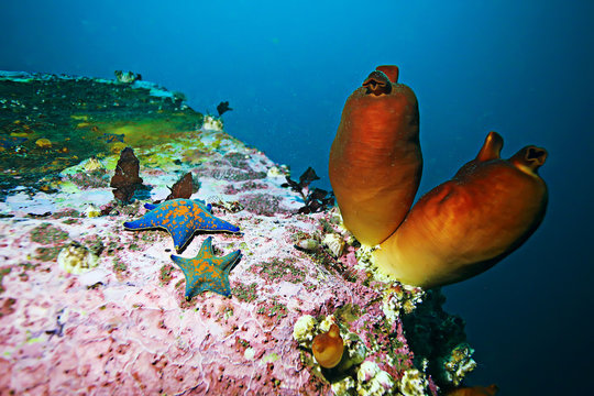 ascidia purple underwater photo coral reef