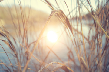 sunset in the winter forest / February sunset in the park, snow forest and sun, winter rest
