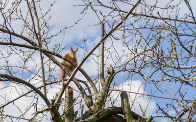 Squirrel on a tree