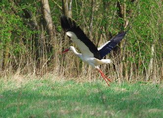 Flying white stork