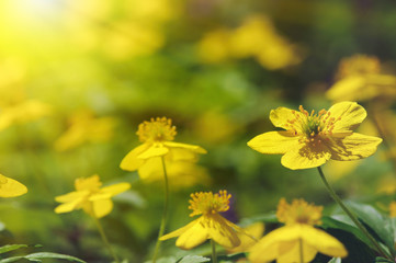 field of spring flowers