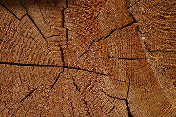 Fototapeta premium wood log Cut end