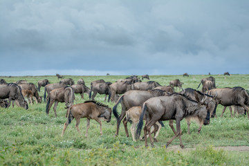 Naklejka na ściany i meble Landscape with animal in Ngorongoro Tanzania