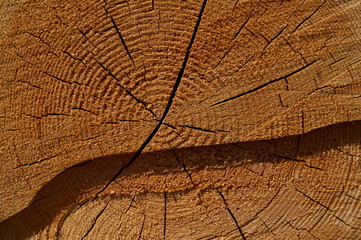 wood log Cut end