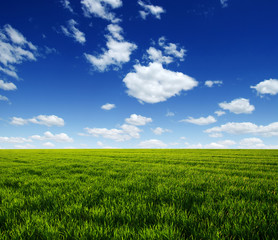 Obraz premium Green field and blue sky
