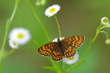 Butterfly on a white flower