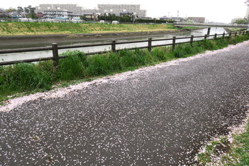 桜の花びら散る舗道と放水路風景