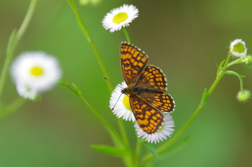 Butterfly on a white flowers