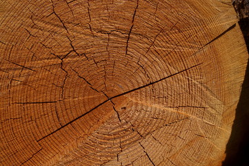wood log Cut end