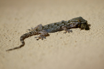 Ein Mauergecko mit einem erbeuteten Nachtfalter an einer hellen Hauswand in der Seitenansicht