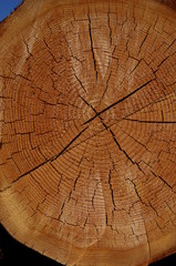 Fototapeta premium wood log Cut end