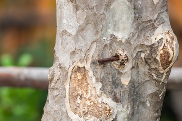 The nail was hammered into the tree