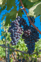 Naklejka premium Beautiful Grape Fruit Vineyard Ready to Produce Wine