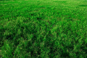 fresh green grass on the field, green grass texture