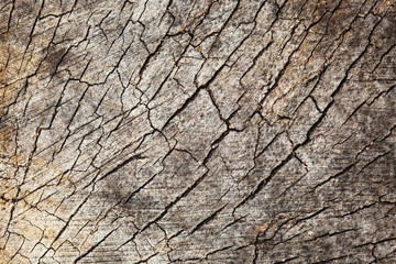 Cracked dry tree wooden pattern background. Log slice - tree cross section. Gray weathered wood texture.