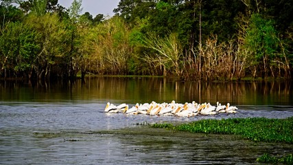 Group of American White Pelican in the Backwaters