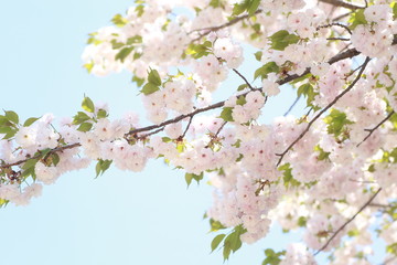 青空と八重桜