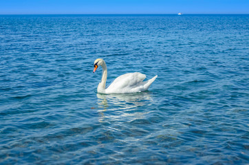 White Swan on the sea.