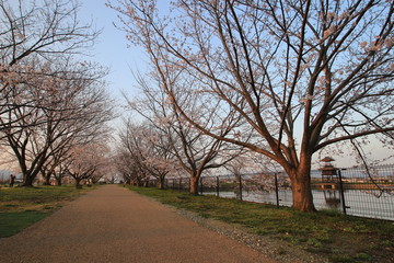 Obraz premium 鍵唐古遺跡の楼閣と桜